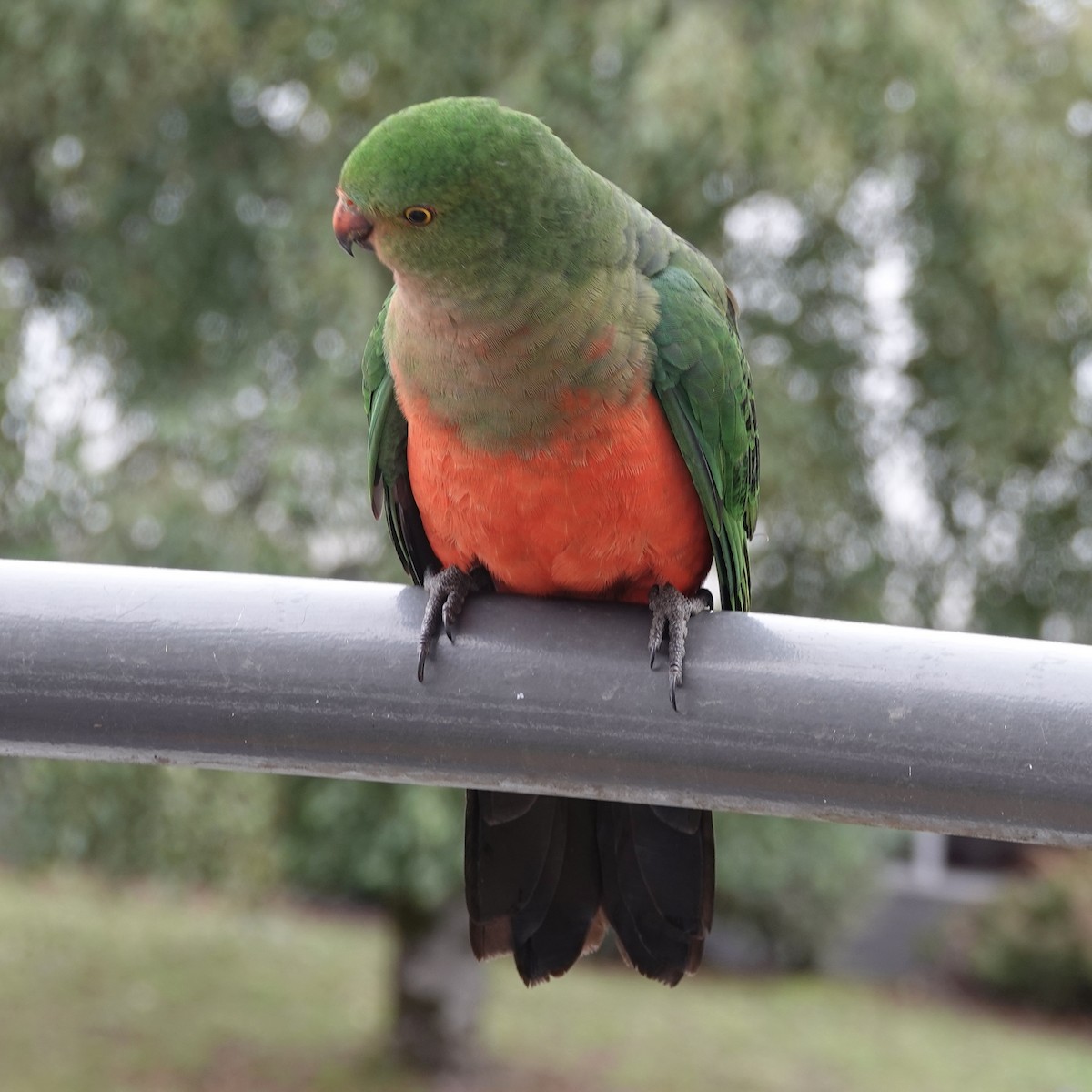 Australian King-Parrot - ML456044931