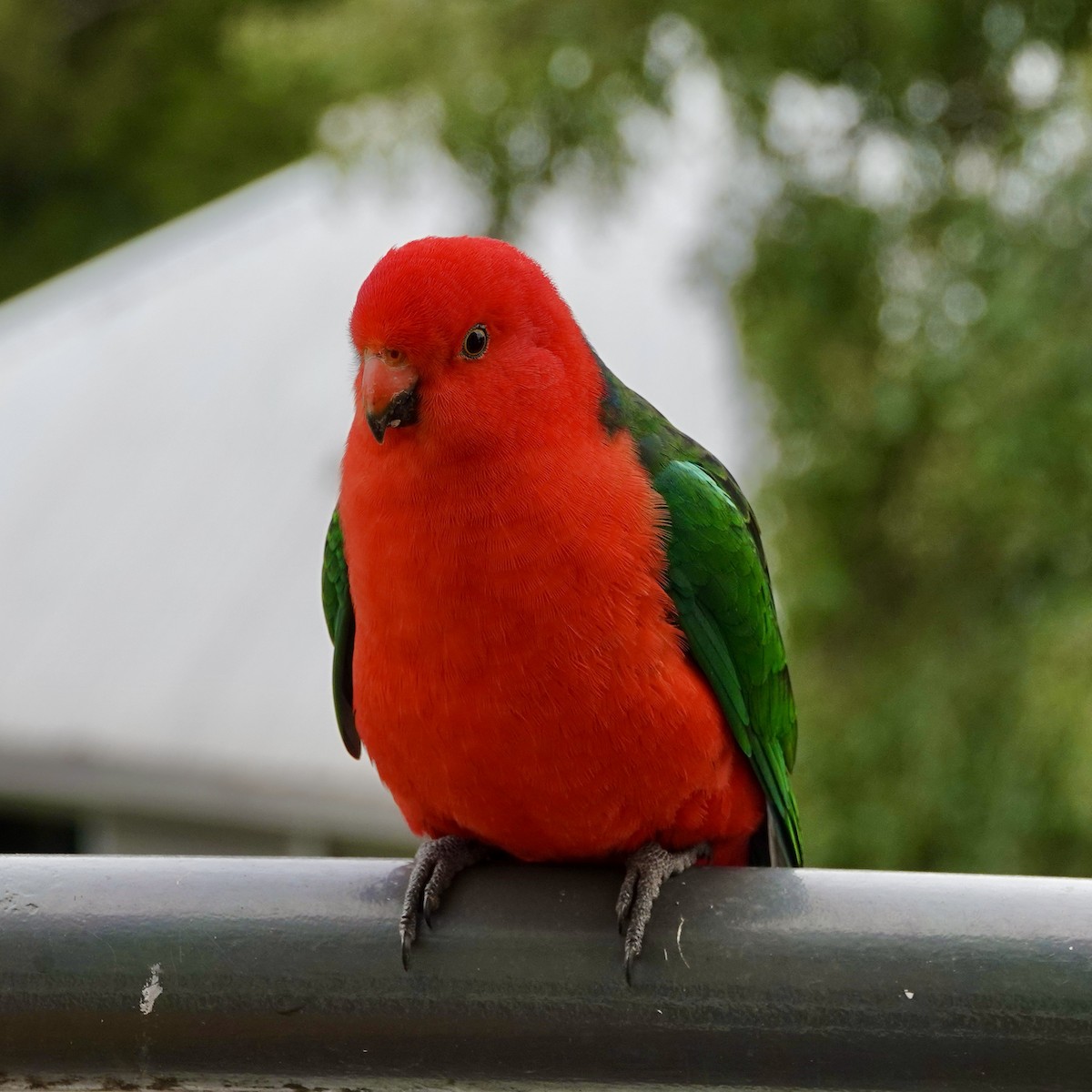 Avustralya Kral Papağanı - ML456044941