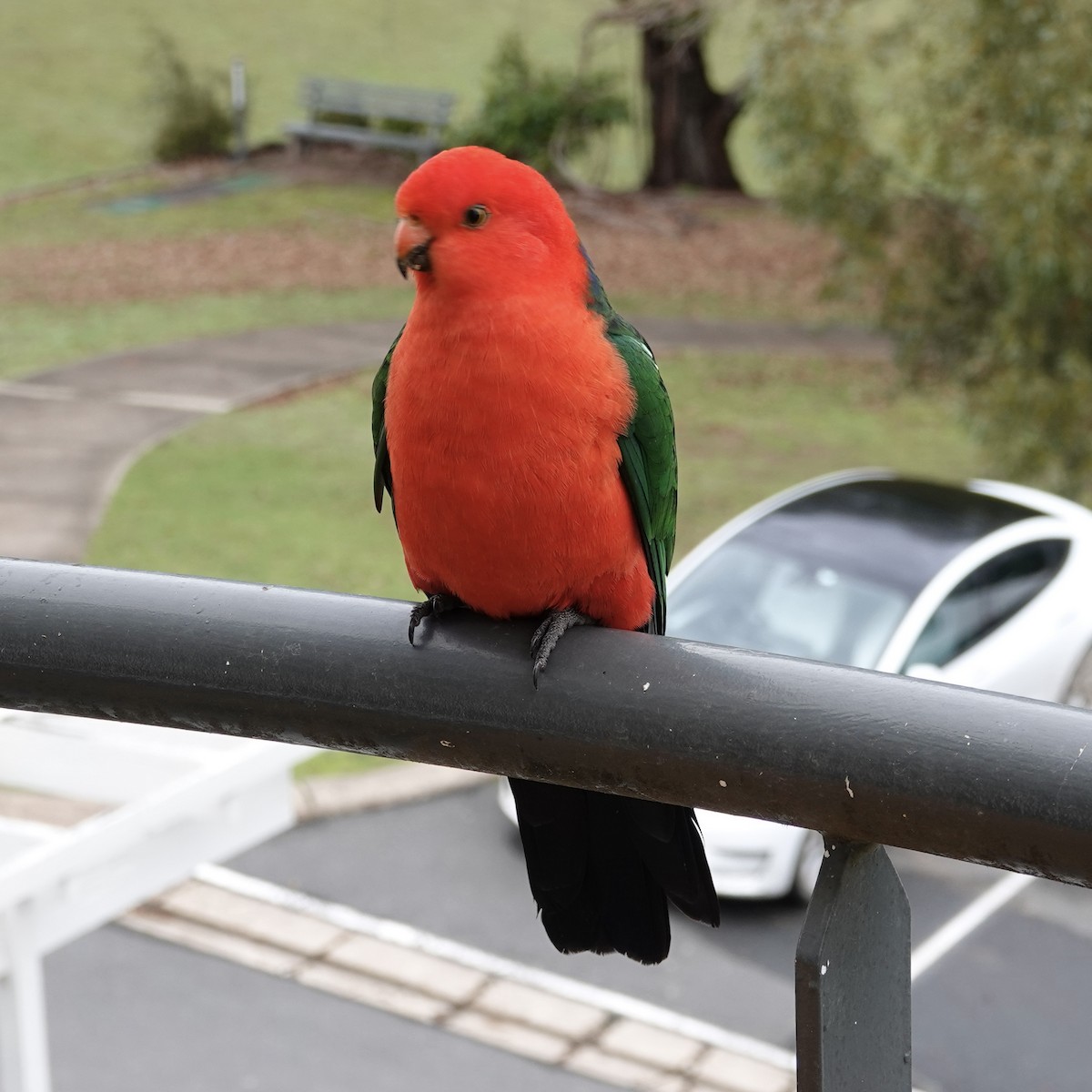 Australian King-Parrot - ML456044951