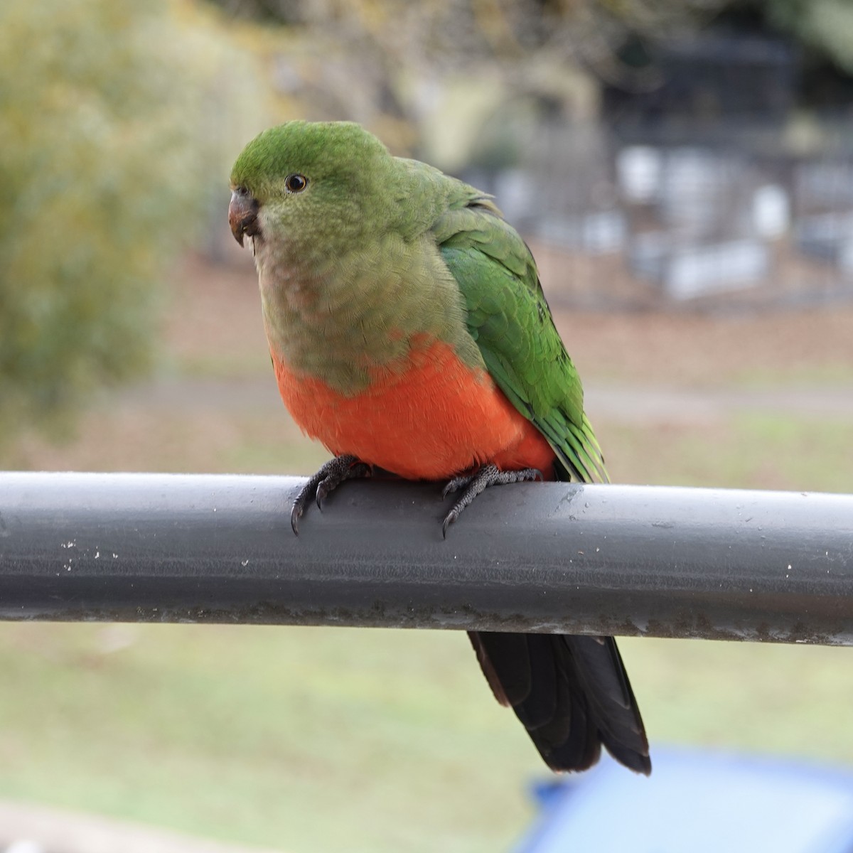 Avustralya Kral Papağanı - ML456044961