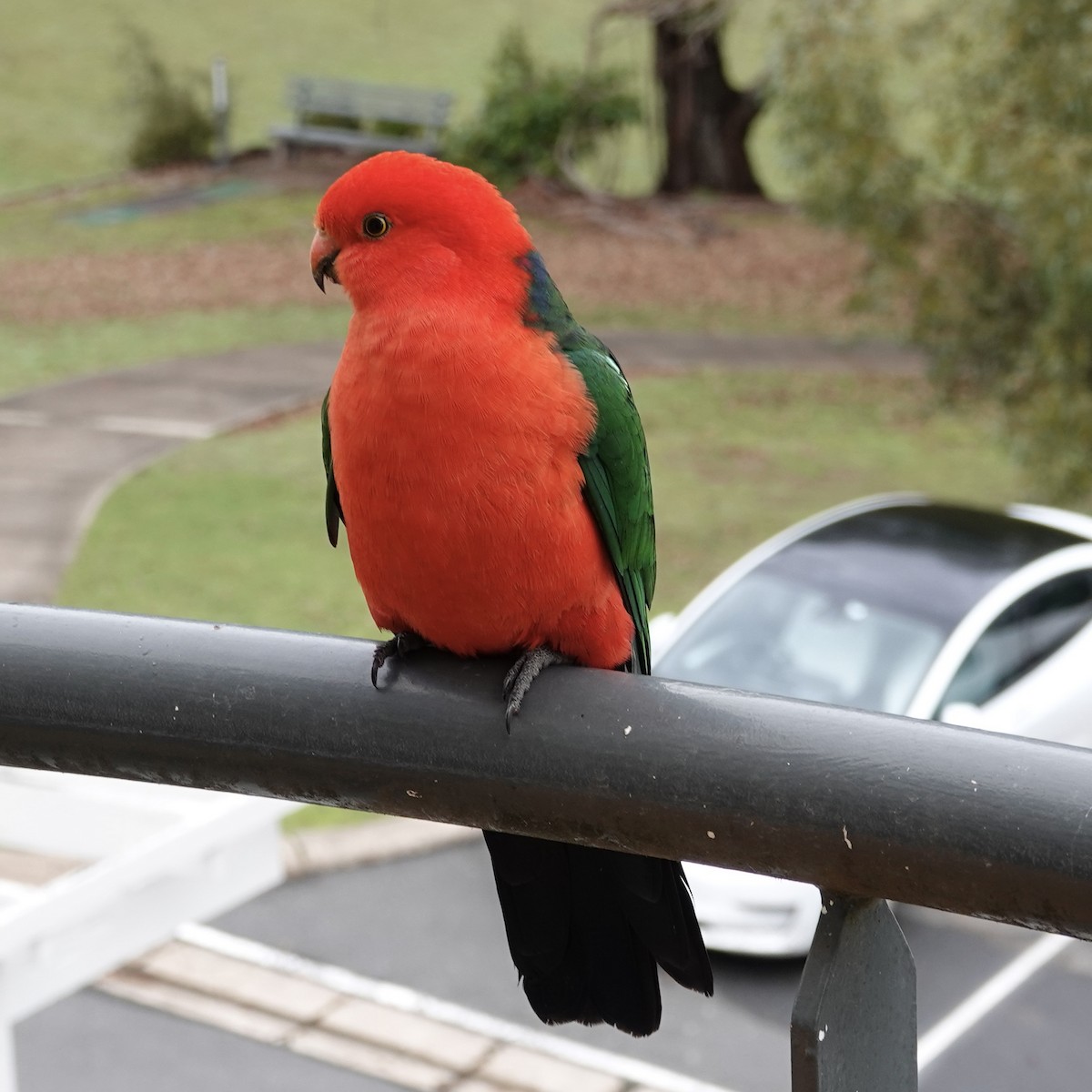 Avustralya Kral Papağanı - ML456044971