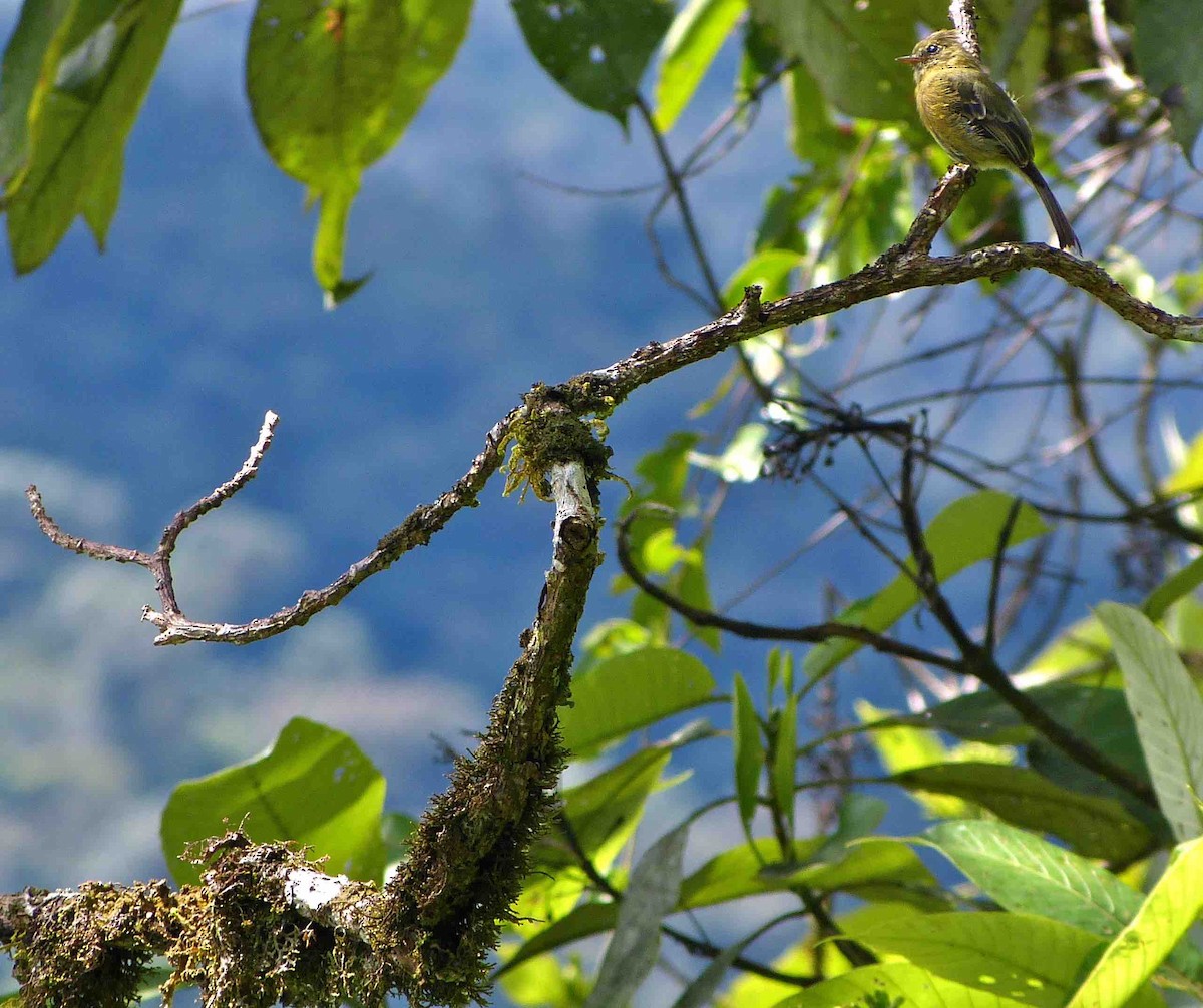 Olive Flycatcher - David Vickers