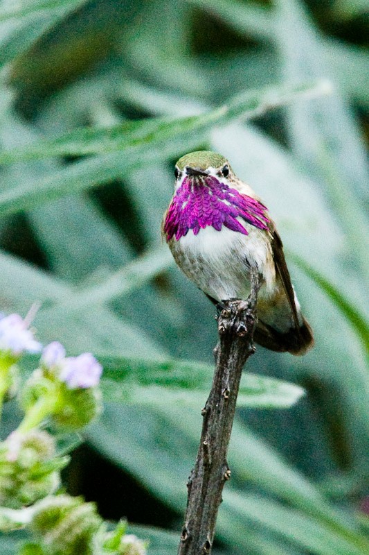Calliope Hummingbird - Garrett Lau