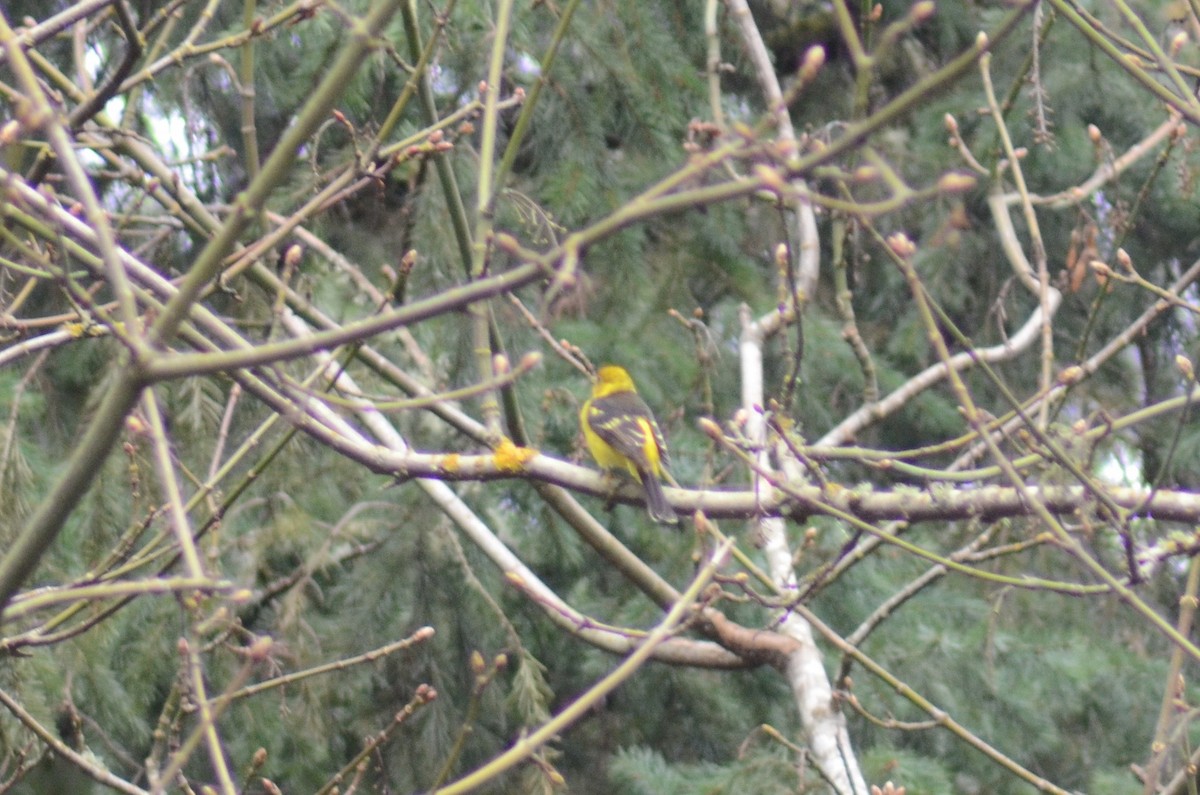 Western Tanager - ML456046991