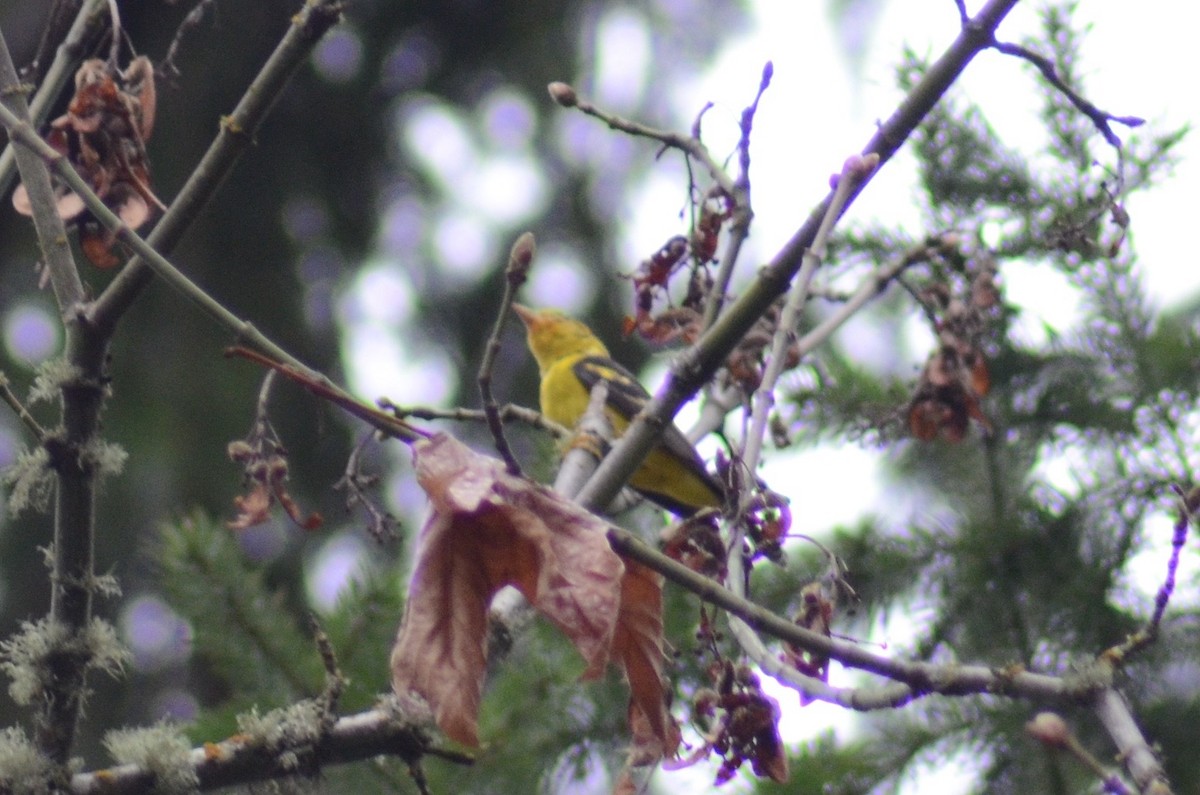 Western Tanager - ML456047001