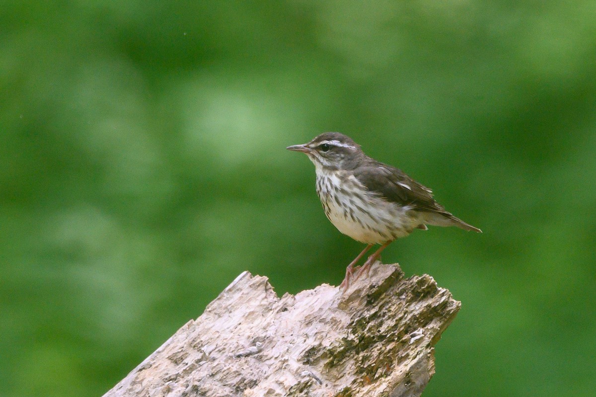 Louisiana Waterthrush - ML456047071