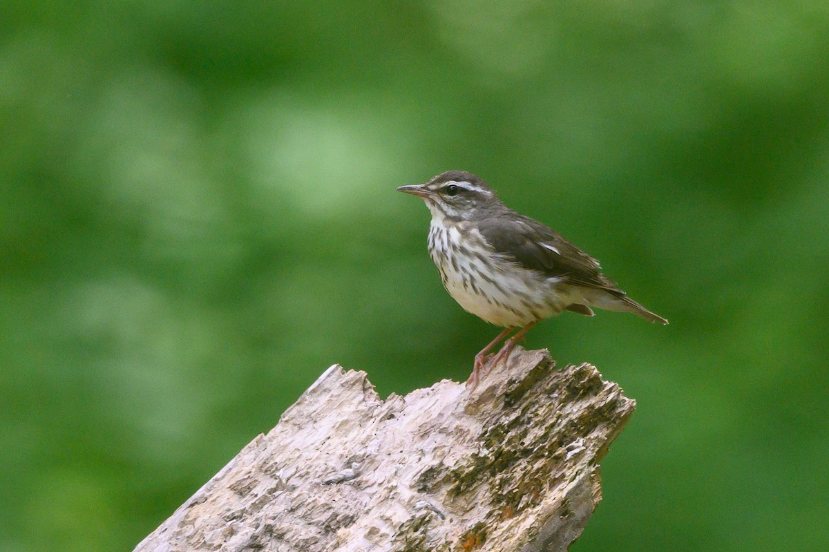 Louisiana Waterthrush - ML456047081