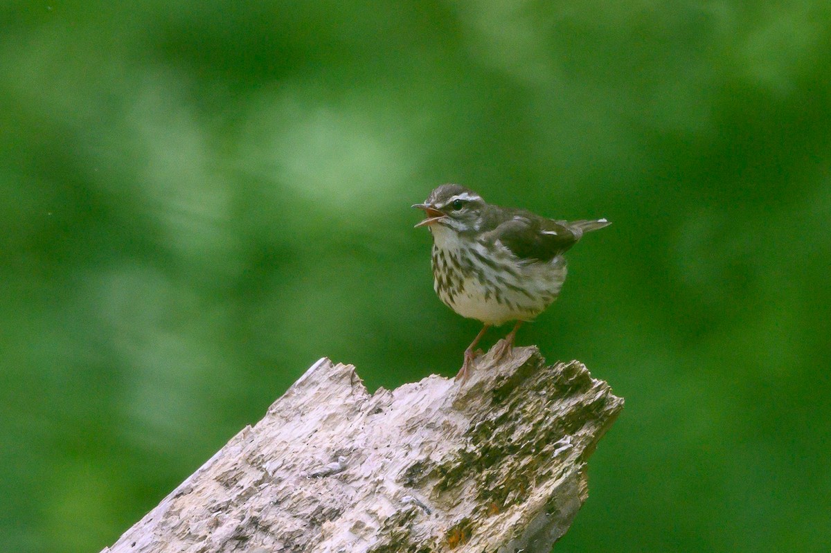 Louisiana Waterthrush - ML456047091