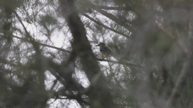 blåvingepitta - ML456047211
