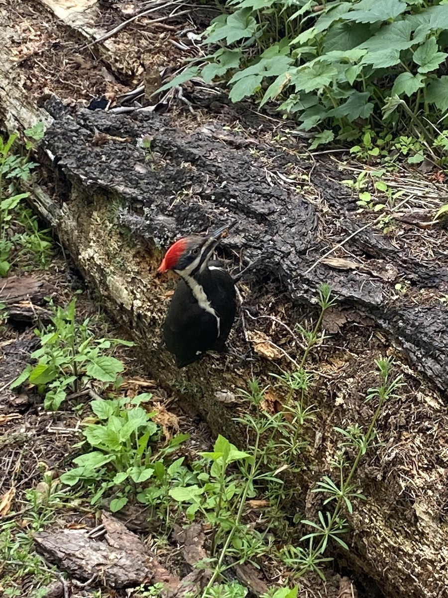 Pileated Woodpecker - ML456048591