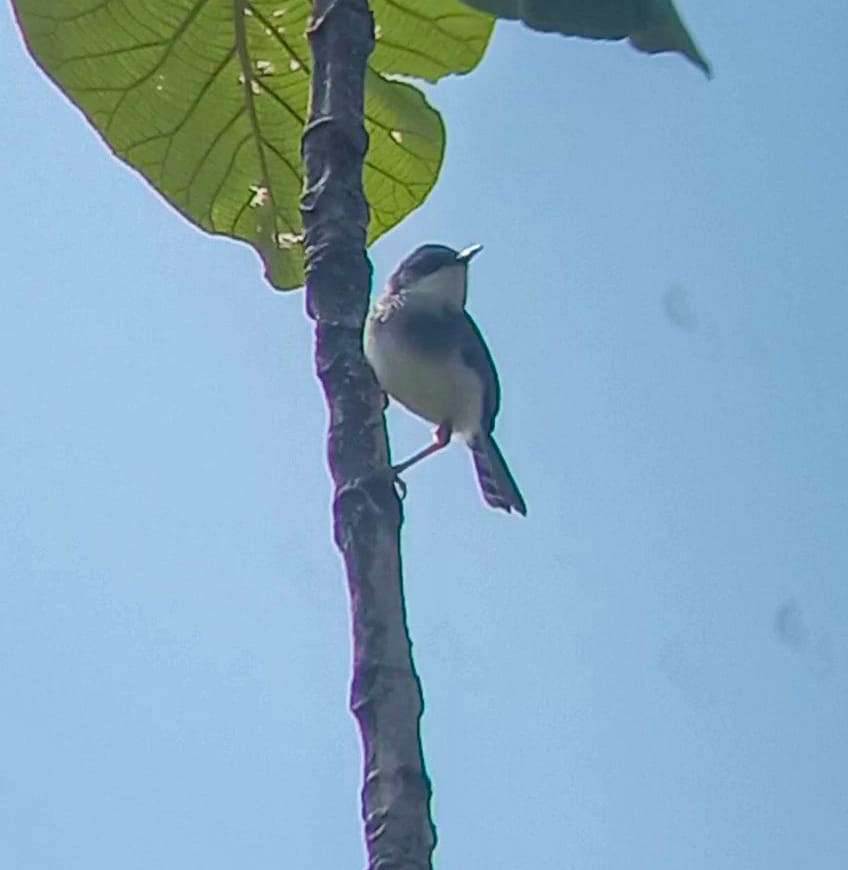 Gray-breasted Prinia - ML456049631