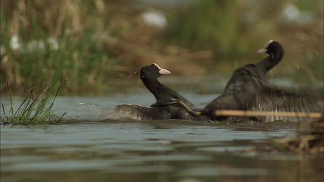 Eurasian Coot - ML456050