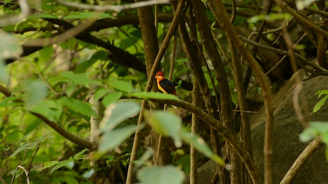 黑背三趾翠鳥 - ML456050231