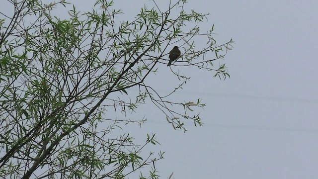 Willow Flycatcher - ML456050451