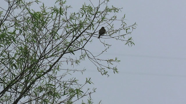 Willow Flycatcher - ML456050451