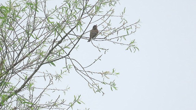 Willow Flycatcher - ML456050491