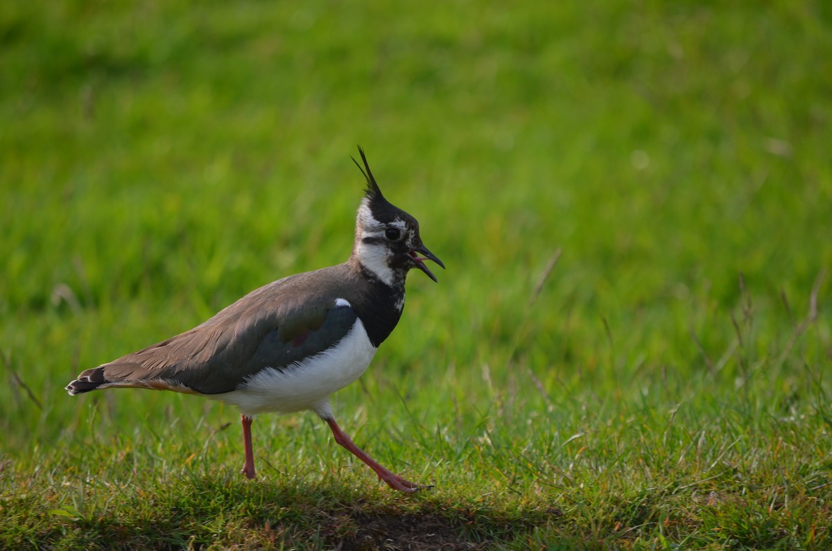 Northern Lapwing - James R