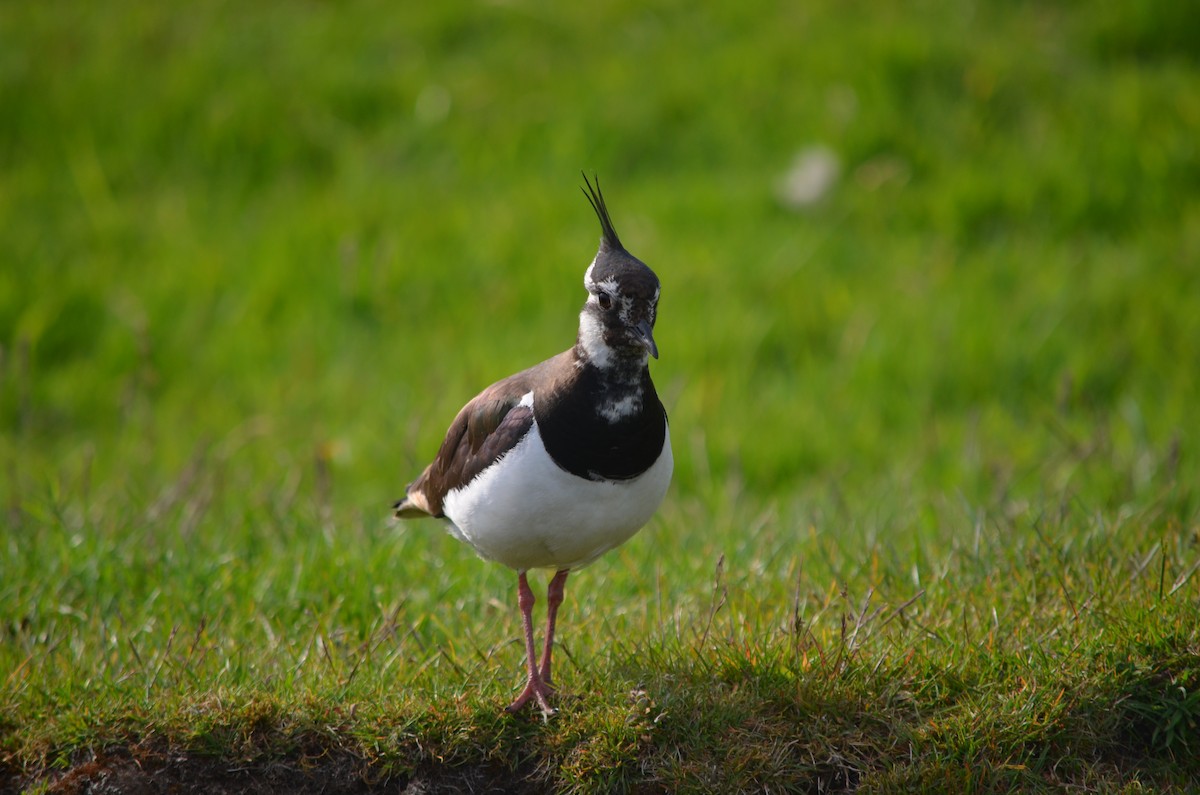 Northern Lapwing - James R