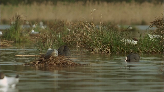 Eurasian Coot - ML456051