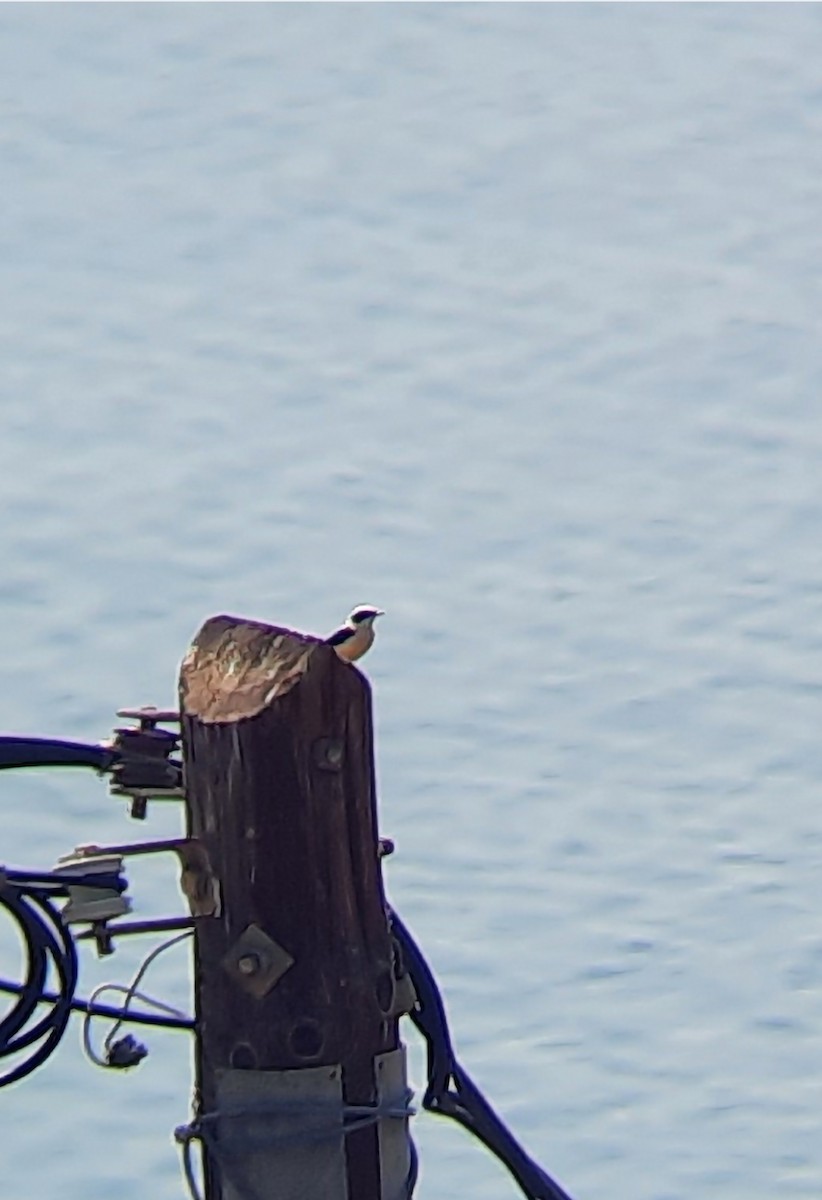 Eastern Black-eared Wheatear - ML456053421