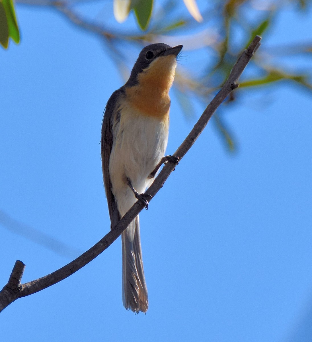 Leaden Flycatcher - ML45605351