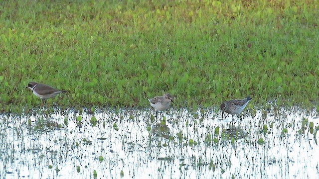 White-rumped Sandpiper - ML456054401