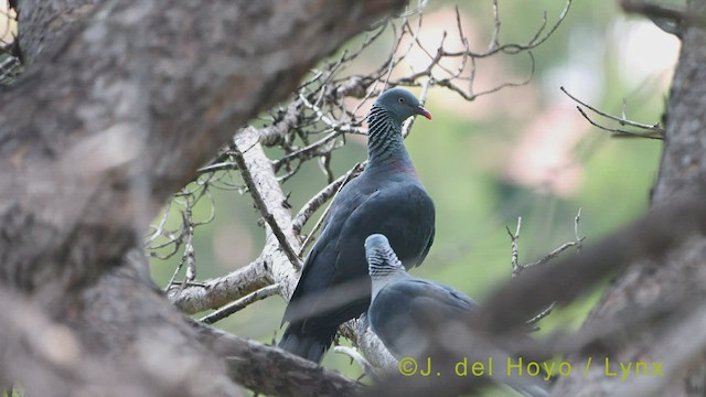 Trocaz Pigeon - ML456054651