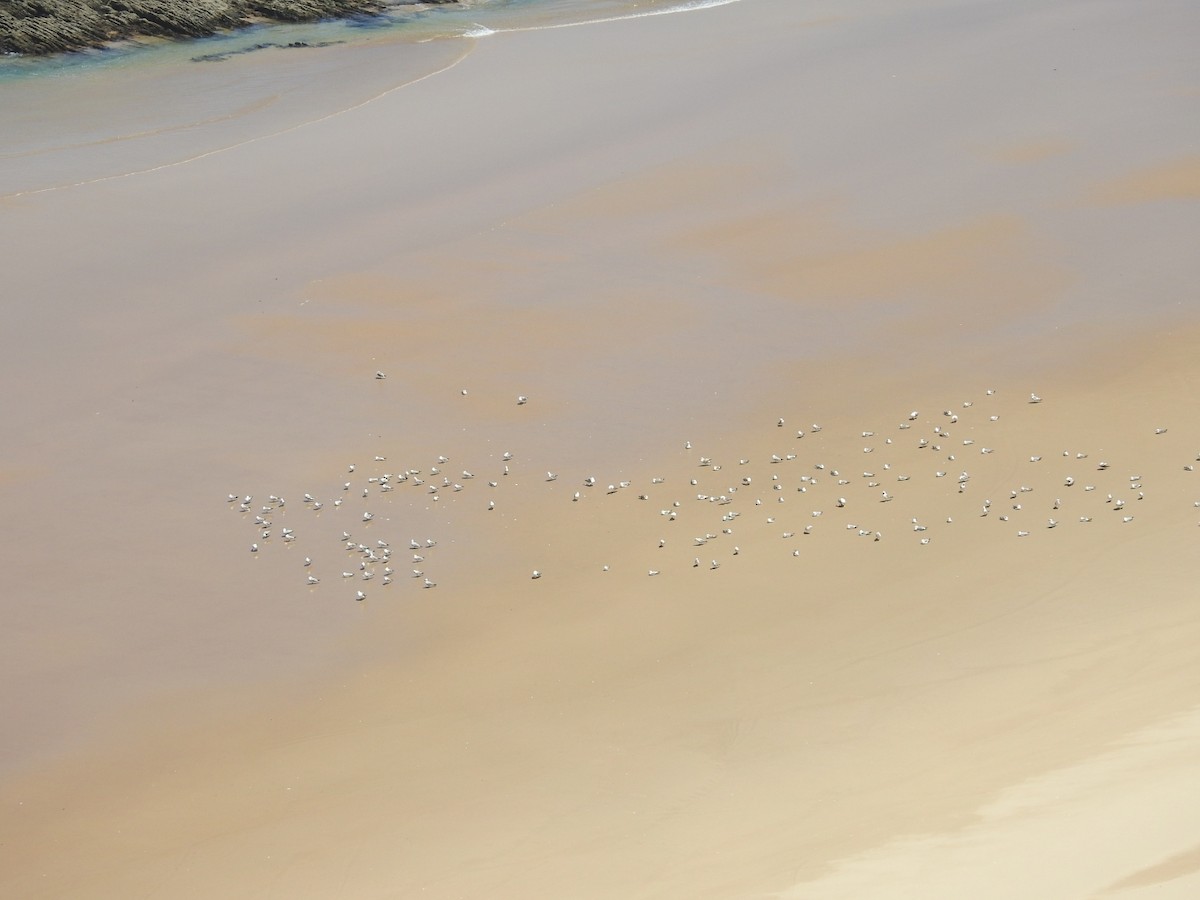 Audouin's Gull - ML456055571