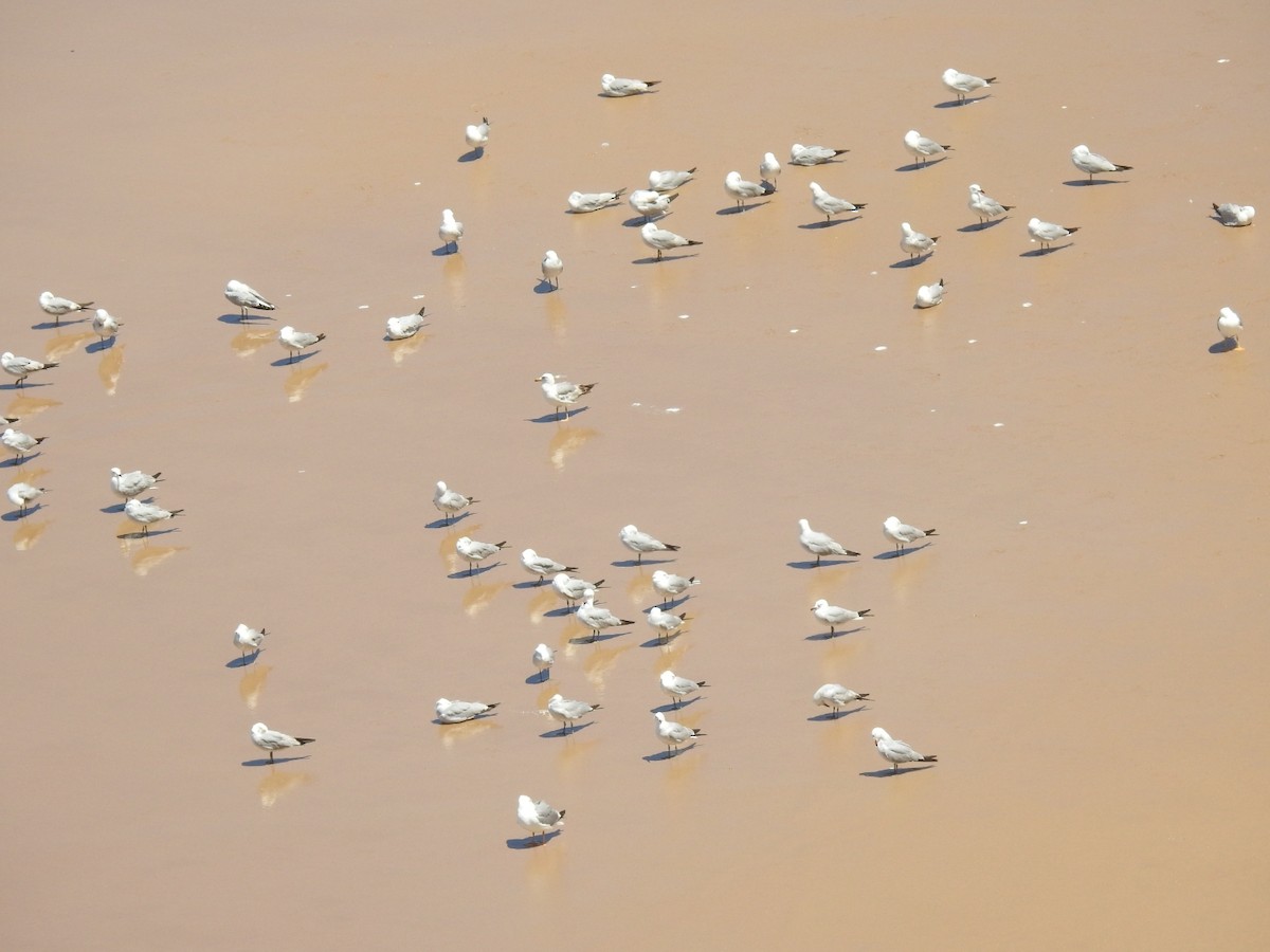 Audouin's Gull - ML456055581