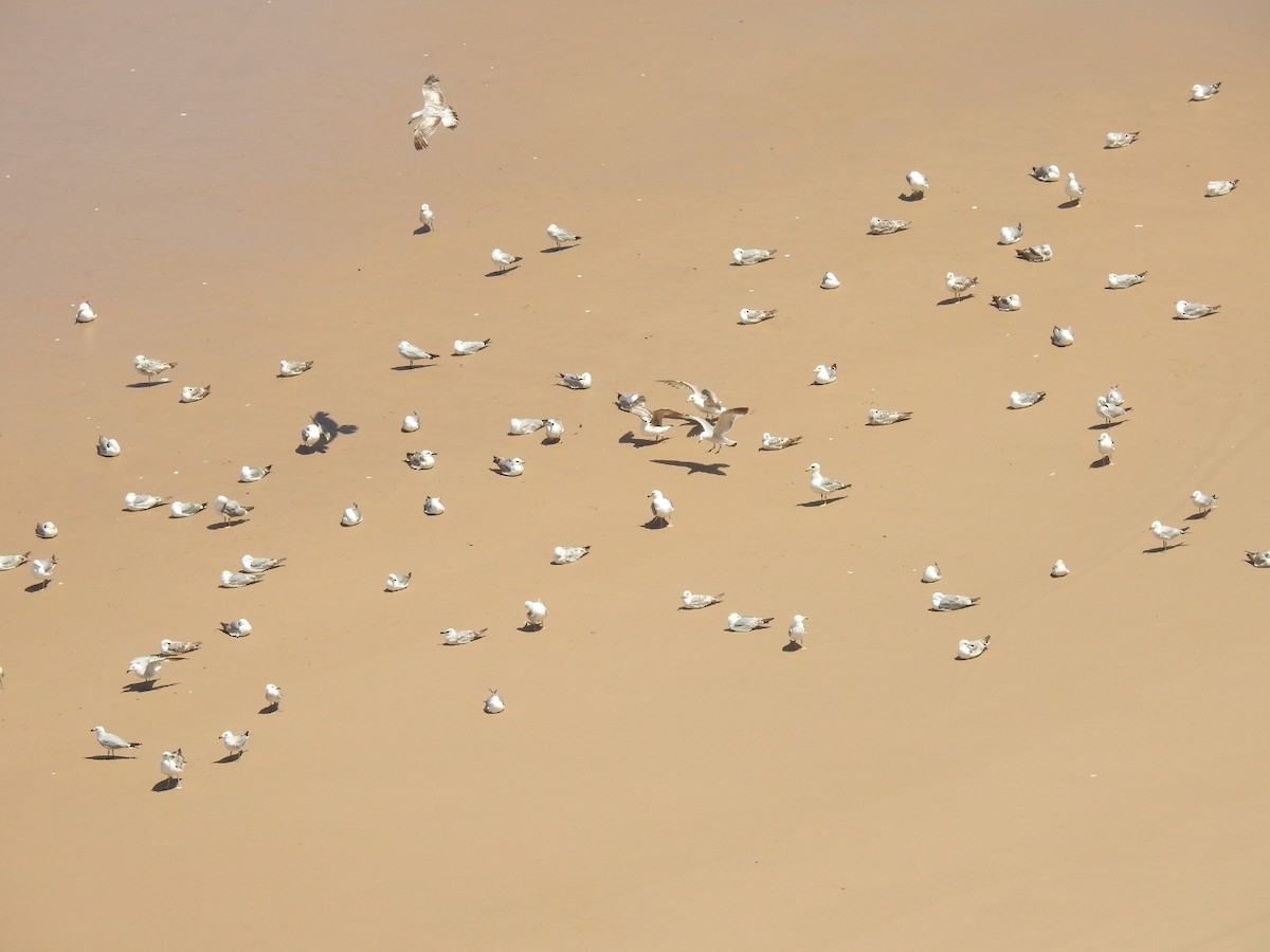 Audouin's Gull - ML456055591