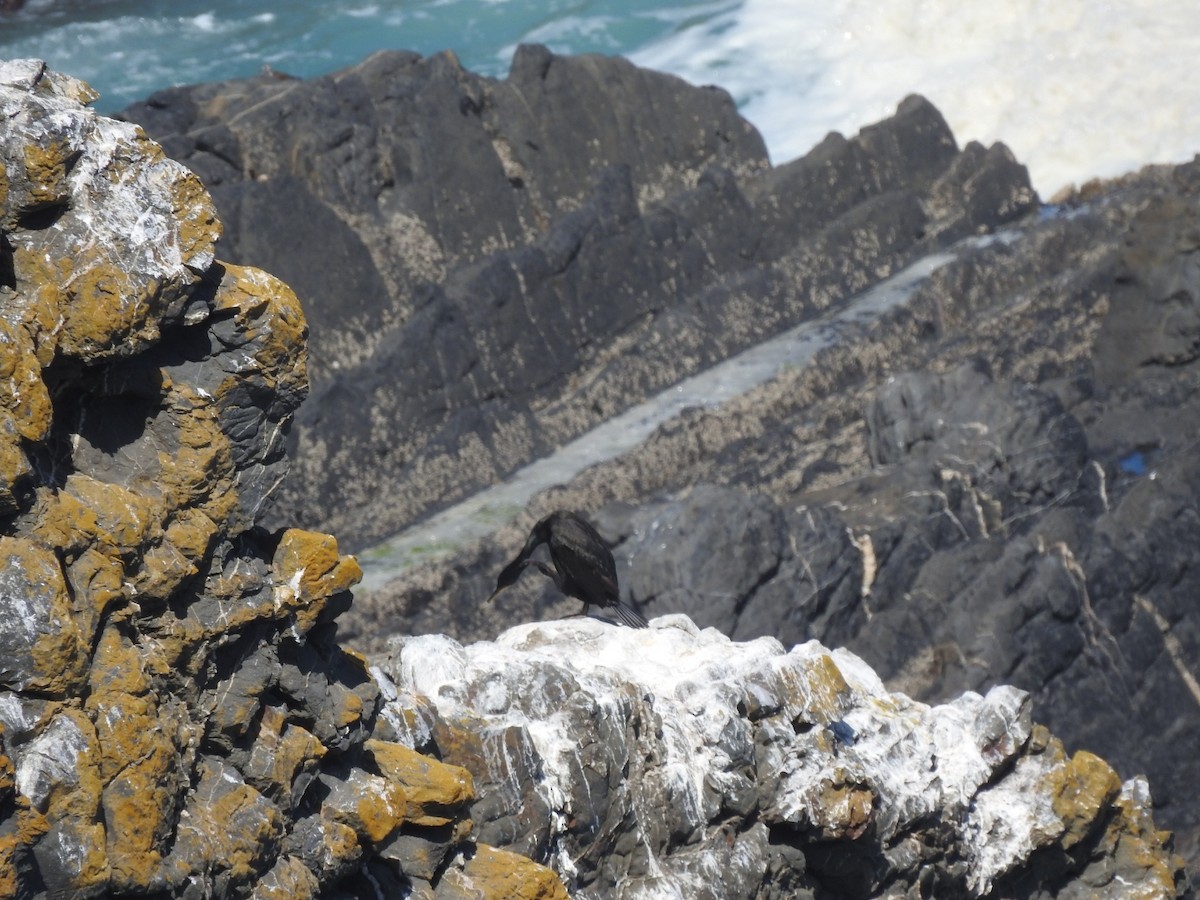 European Shag - ML456055681