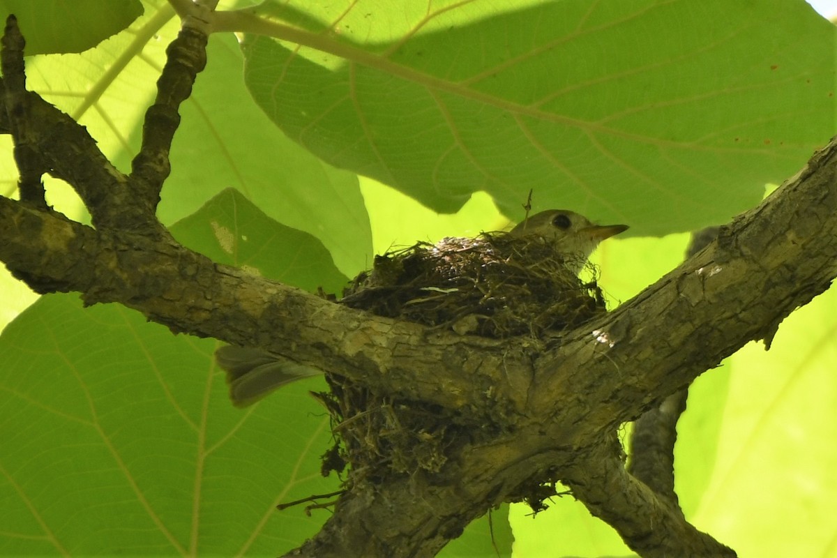 Asian Brown Flycatcher - ML456056911