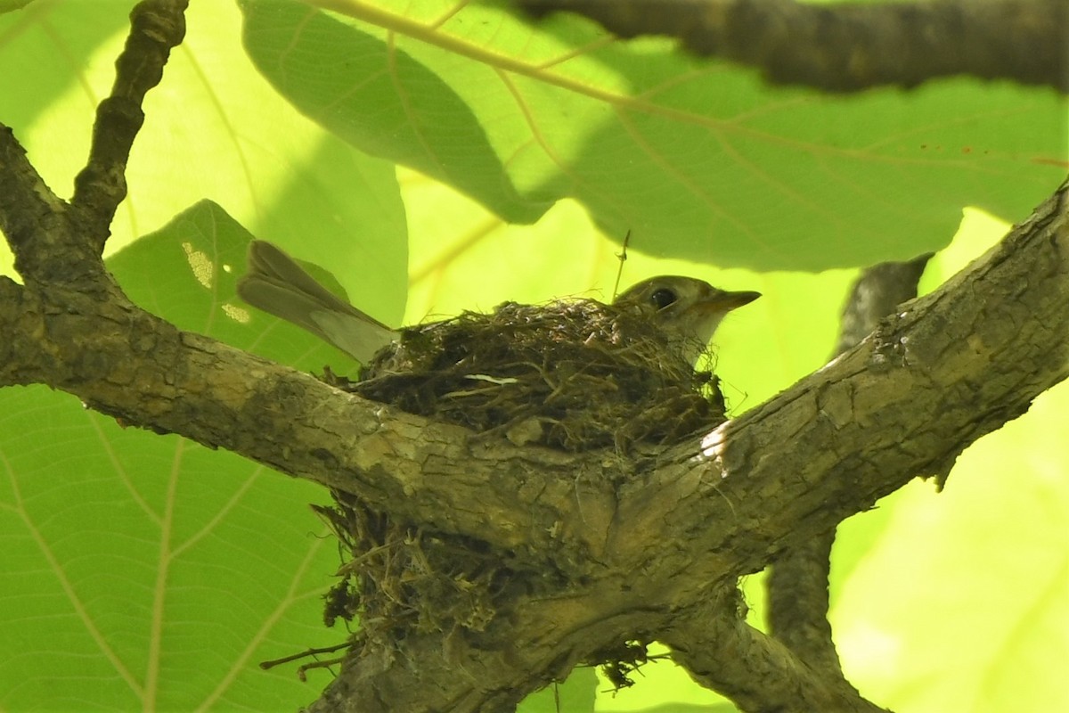 Asian Brown Flycatcher - ML456056921