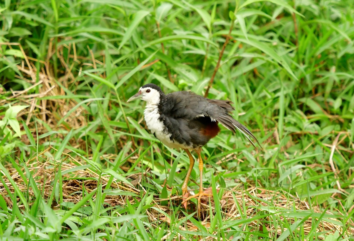 White-breasted Waterhen - WK Ng