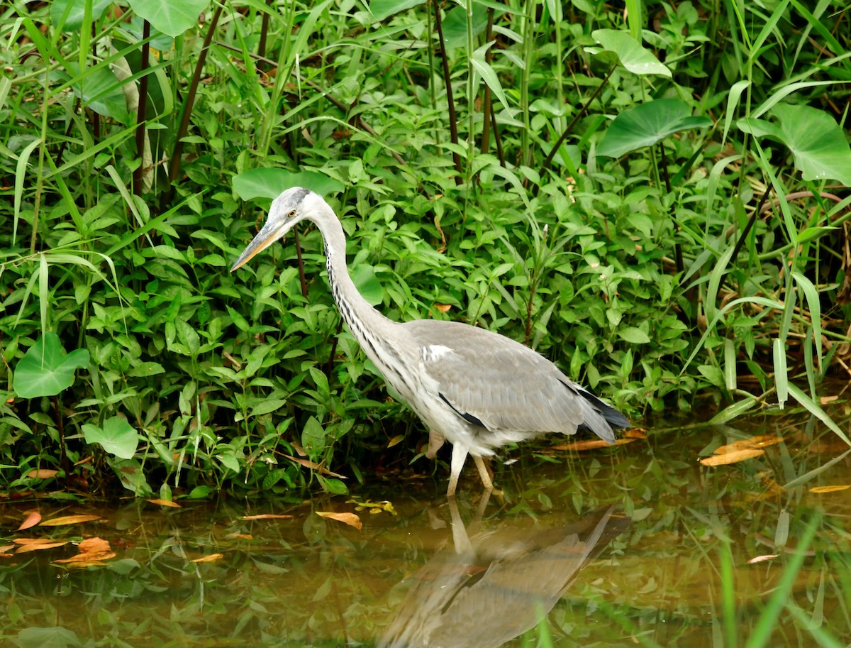 Gray Heron - WK Ng