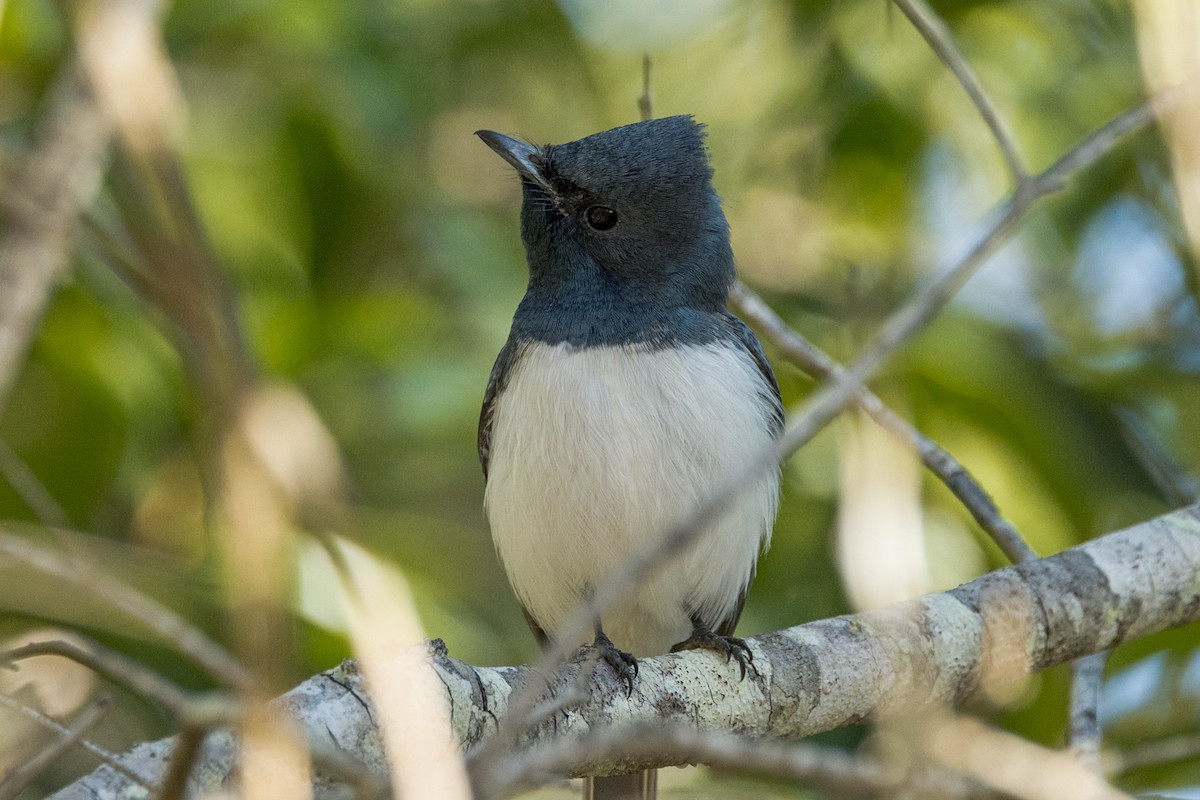 Leaden Flycatcher - ML456058771