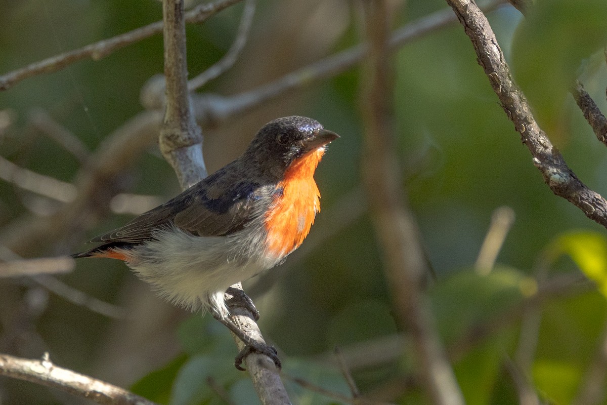 Dicée hirondelle - ML456058891