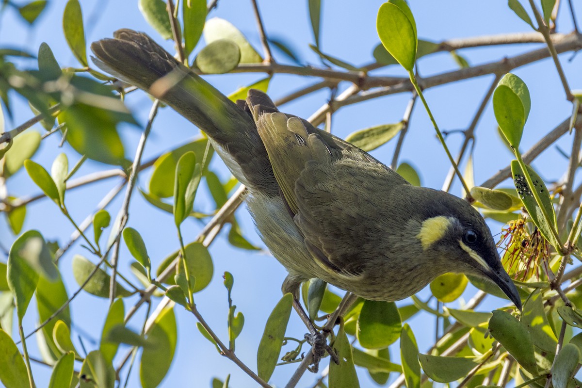 Lewin's Honeyeater - ML456058911