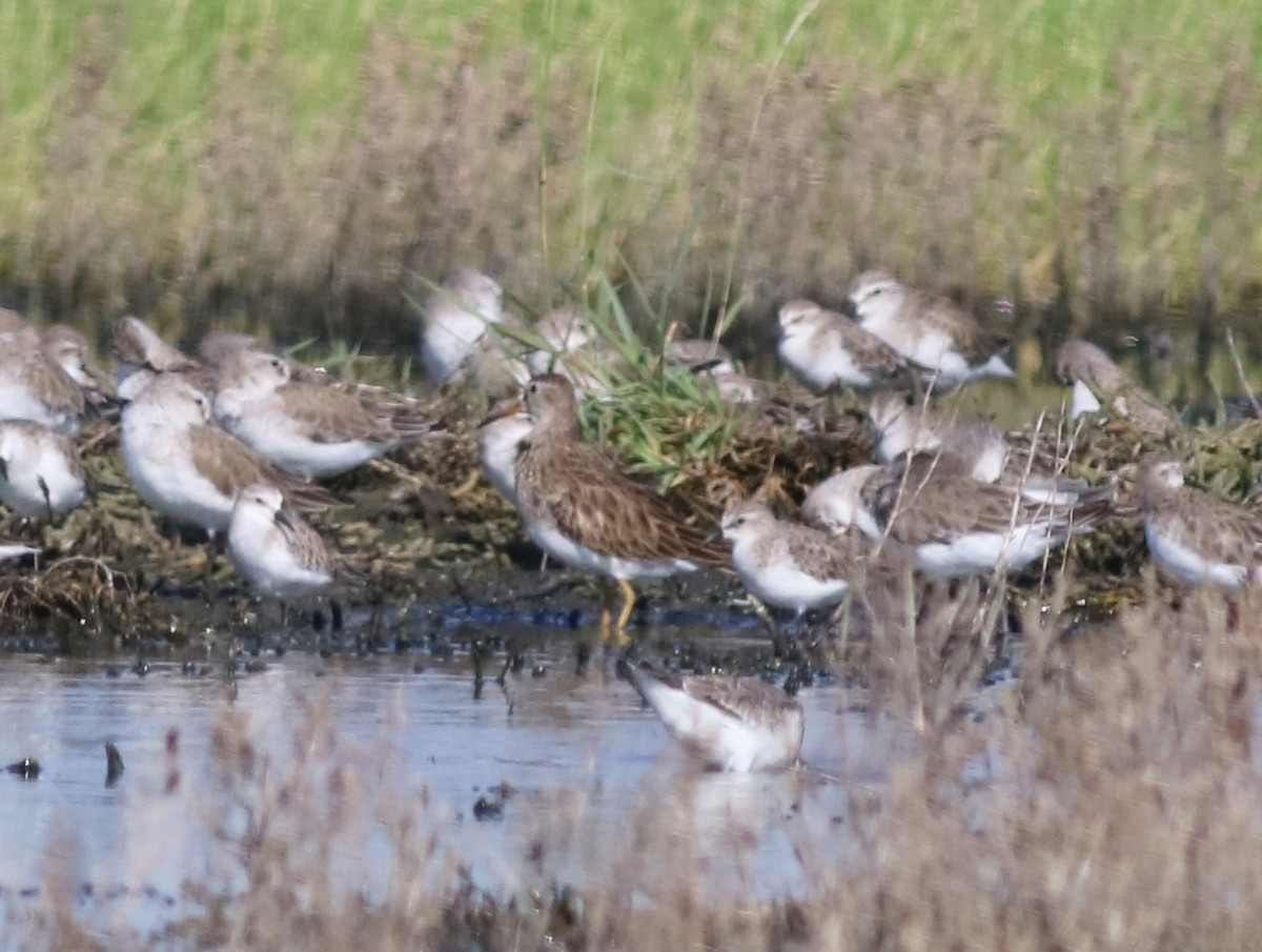 Pectoral Sandpiper - ML45605951