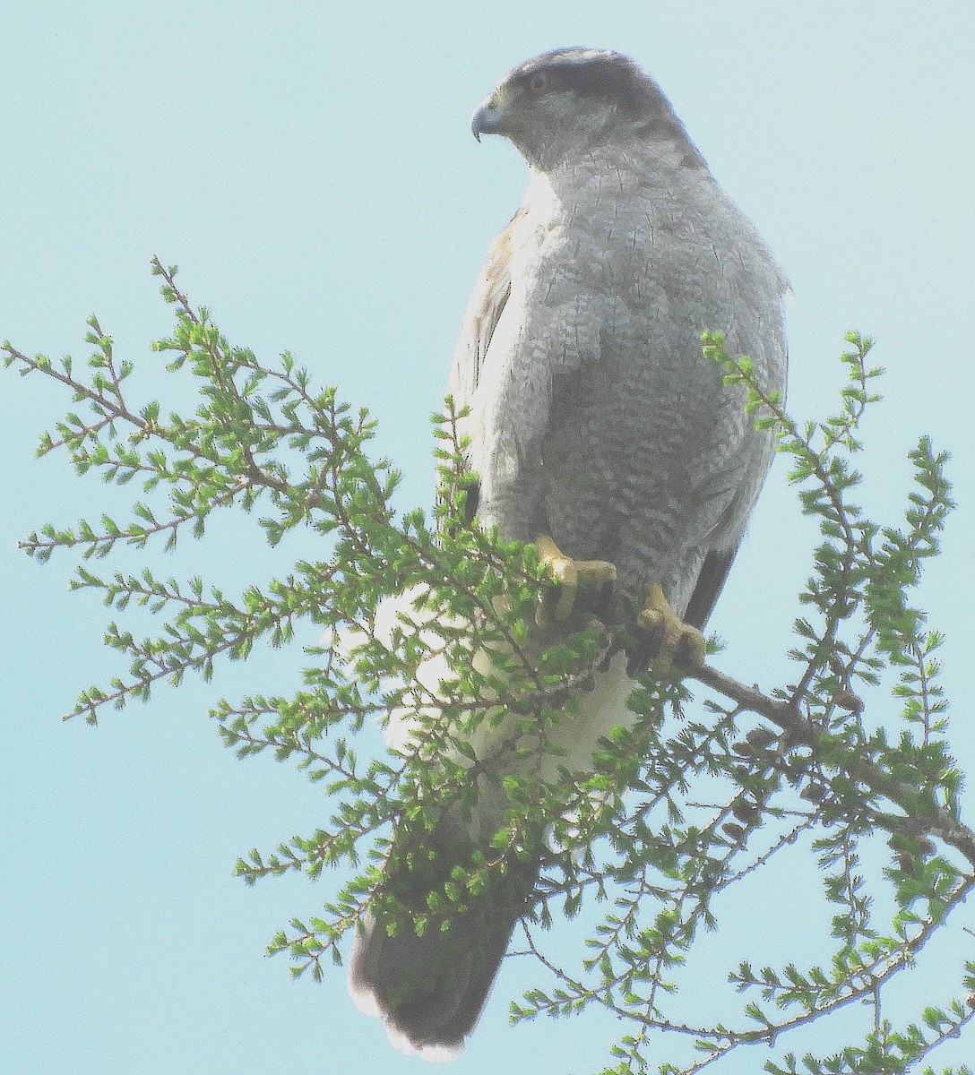 American Goshawk - Kathleen Spicer