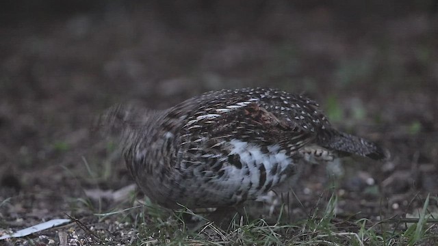 Gélinotte huppée - ML456061801