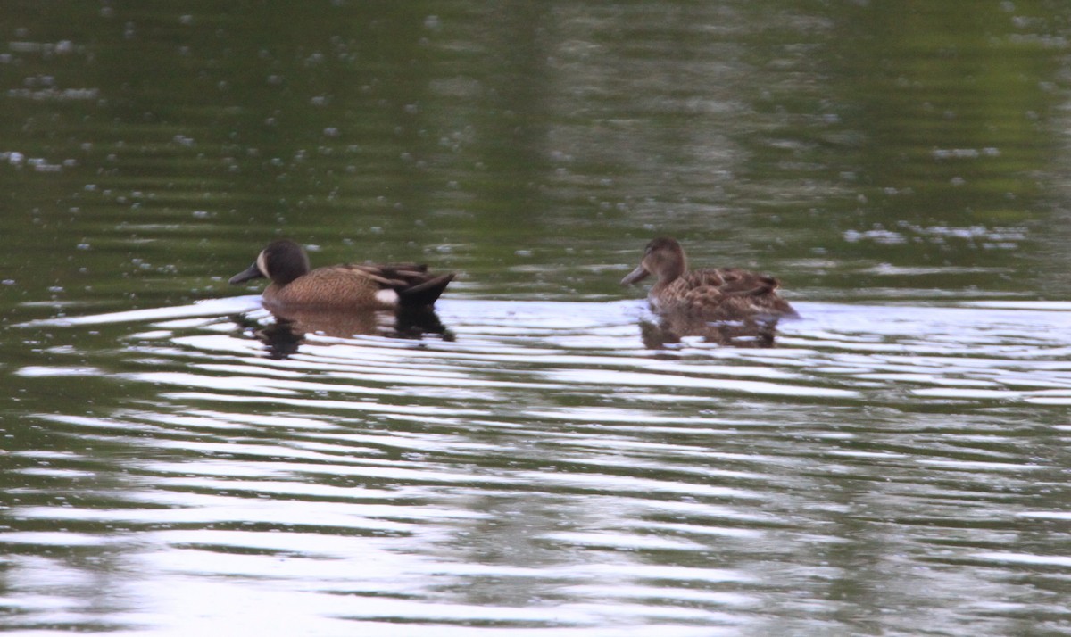 Blue-winged Teal - ML456062421