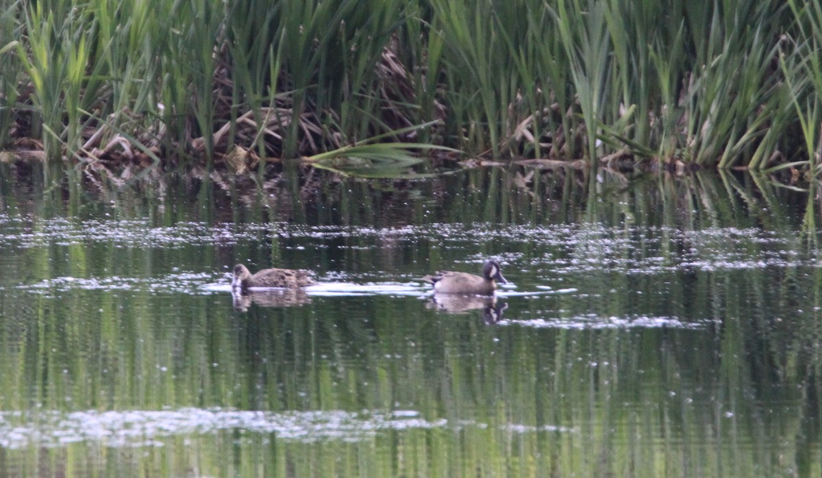 Blue-winged Teal - ML456062431