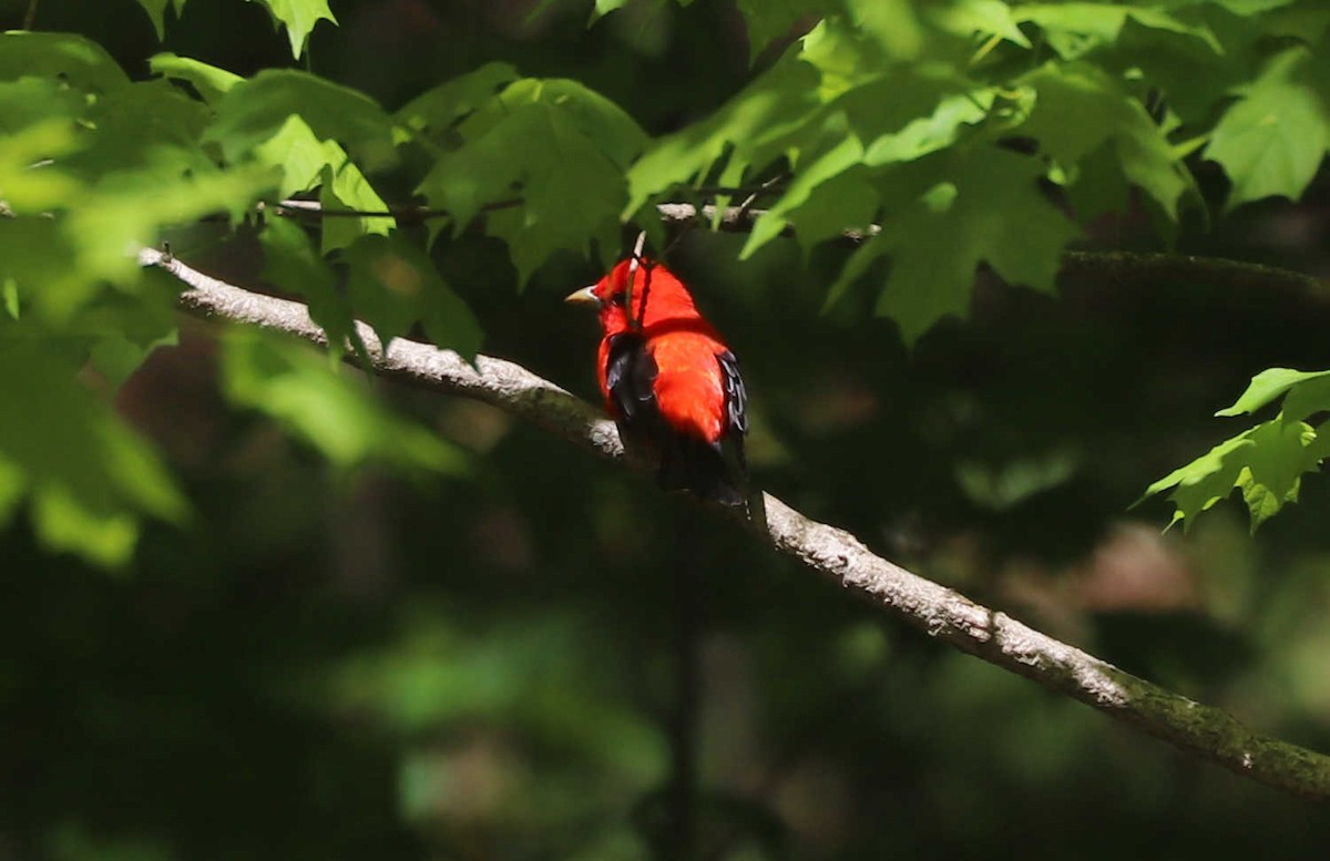 Scarlet Tanager - ML456062851