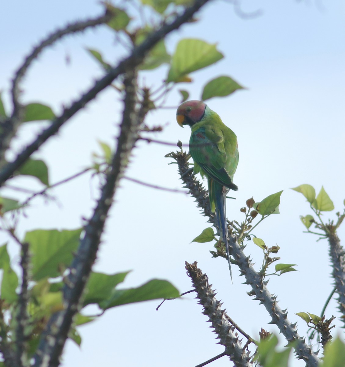 Plum-headed Parakeet - ML456064941