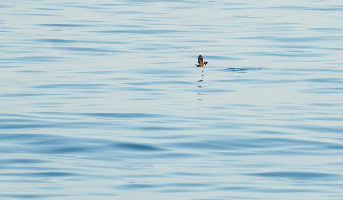 Elliot's Storm-Petrel - ML456069461