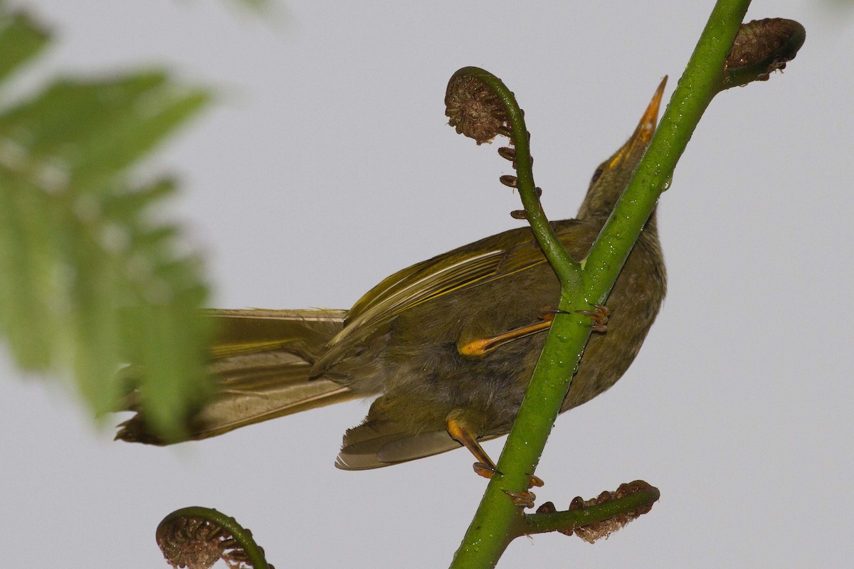 Duetting Giant-Honeyeater - ML45606991