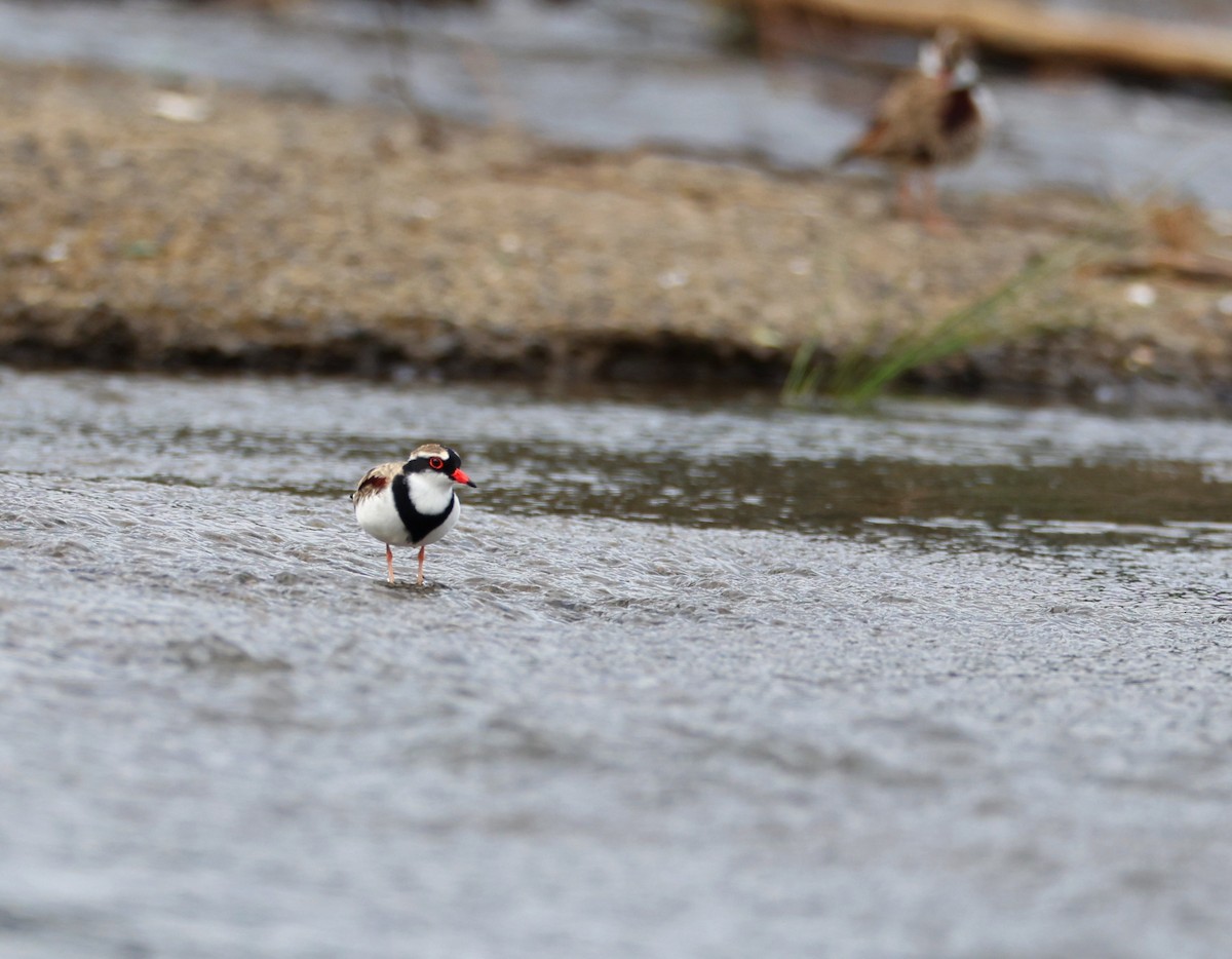 Black-fronted Dotterel - ML456070271