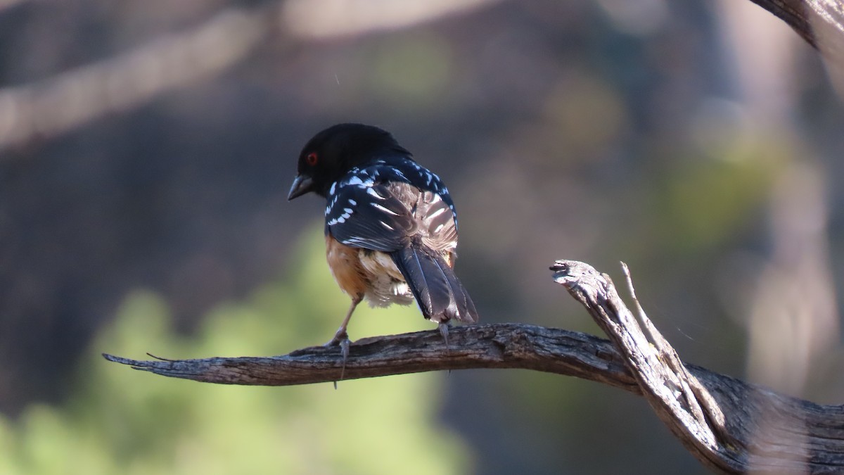 Spotted Towhee - Doug Kibbe