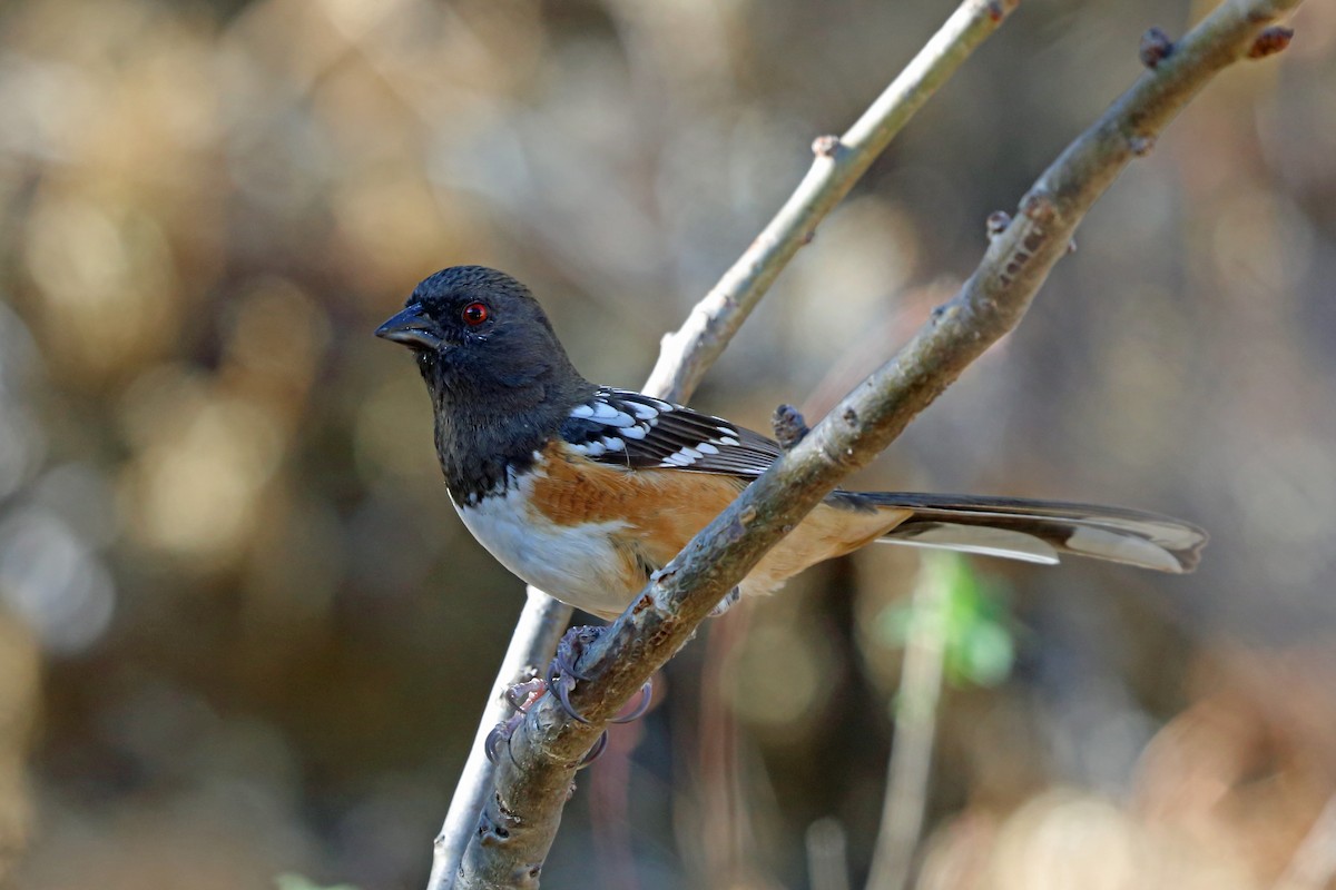 Spotted Towhee - ML45607261